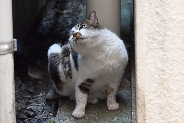 カキカキ　しぐれ