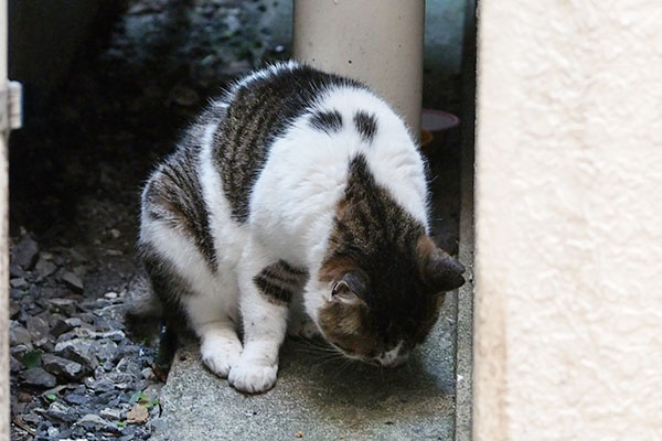 お残り探し　しぐれ