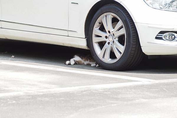 暑い日　柄はアシメ