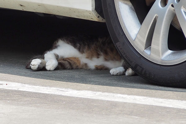柄はアシメ