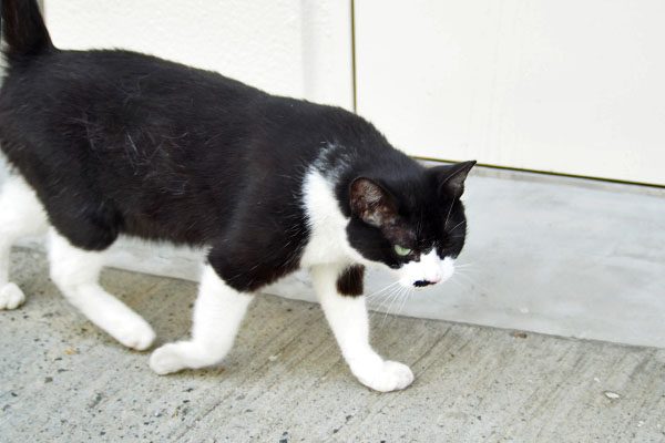 撮るヒトを追跡こまち