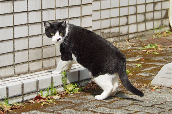 振り向く　まこ