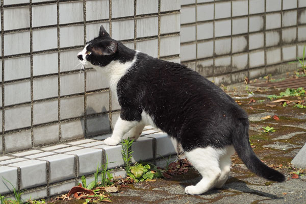 上へ行く　まこ