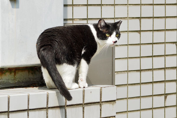 こまちを見る　まこ