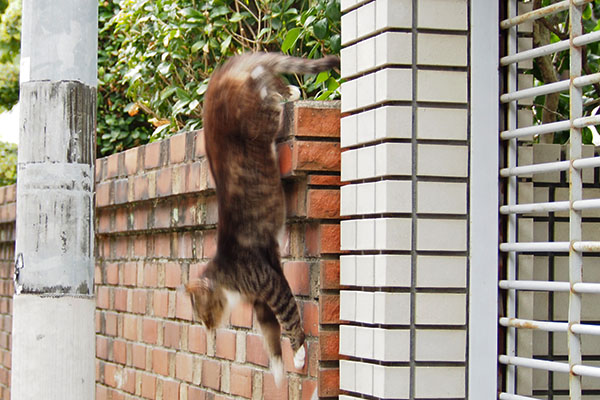 シュタッ　アシメ