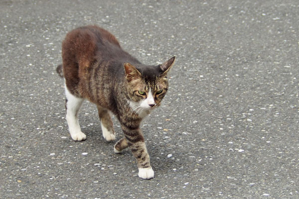 イカ耳で接近　アシメ