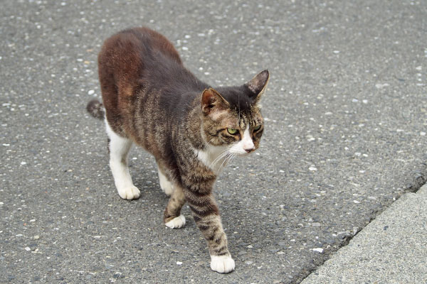 腰回りの毛　アシメ