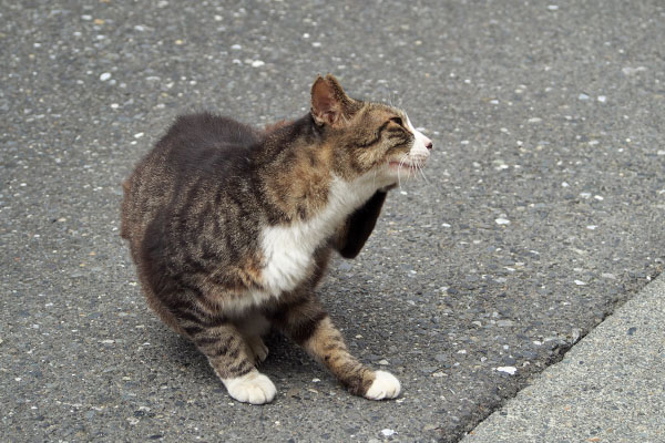 カキカキ　アシメ