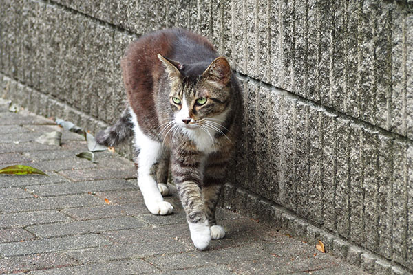 痩せた　アシメ
