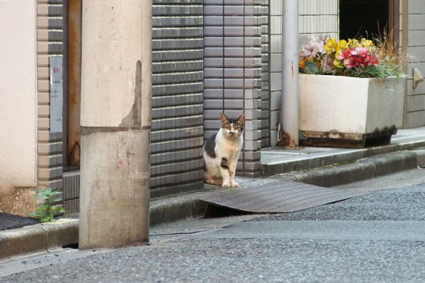 しぐれちょこん