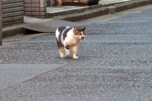 走る　しぐれ