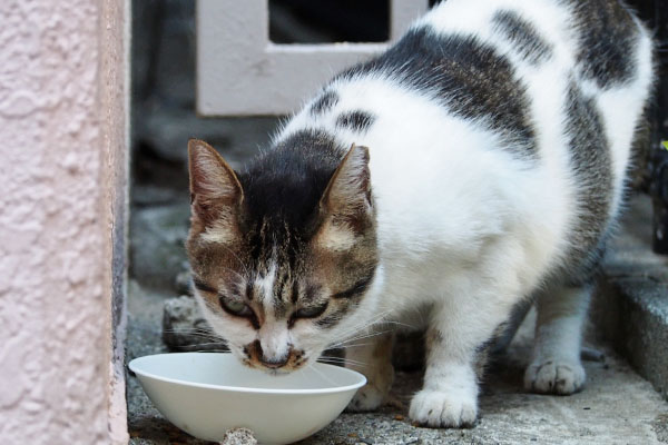 食べ終わるしぐれ