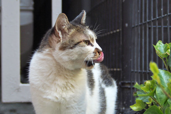 ぺろん　しぐれ