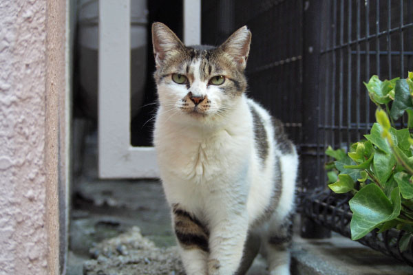 食べられる時に　しぐれ