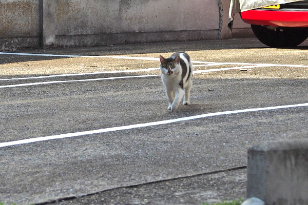 お出迎えのセイ