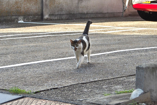セイ　しっぽ上げ