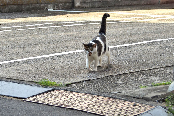 迫って来た　セイ