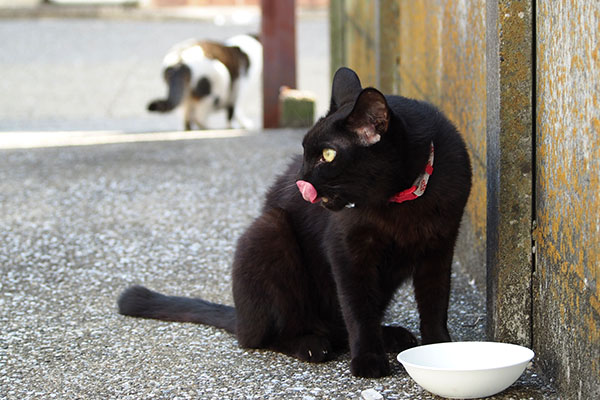 どっか行ったセイ