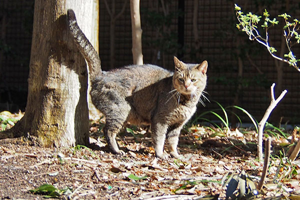 クラタンを見てる アビ
