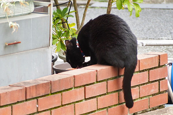 モノタ　ぺろぺろ