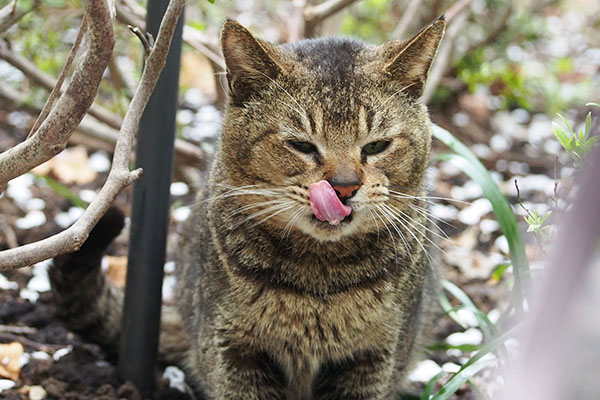 ご馳走様のぺろん　アビ