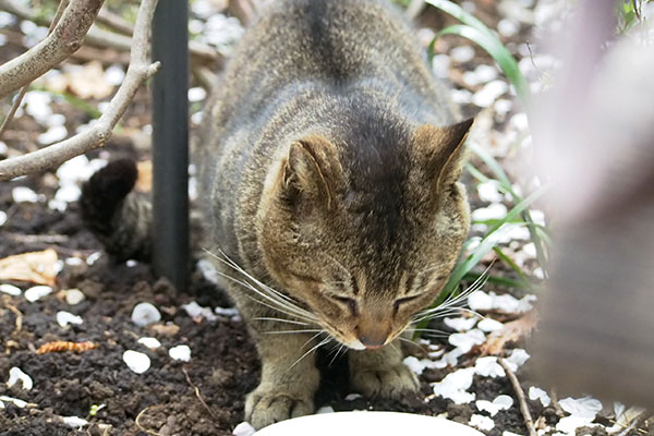 完食　アビ