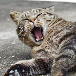 shimawo yawn top