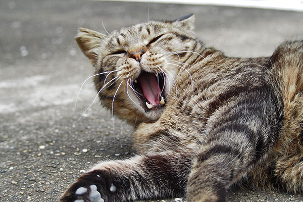shimawo yawn top
