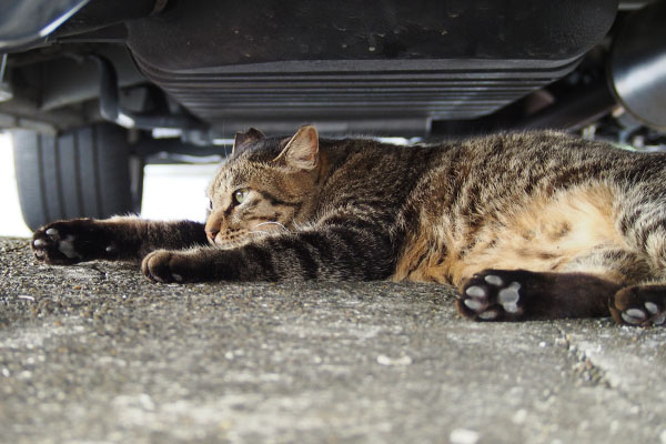 どてり　シマヲ