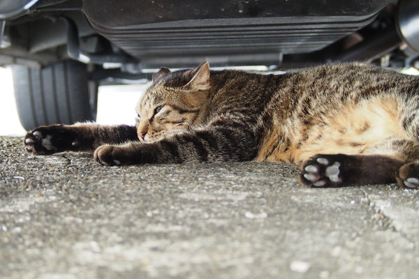 眠そう　シマヲ