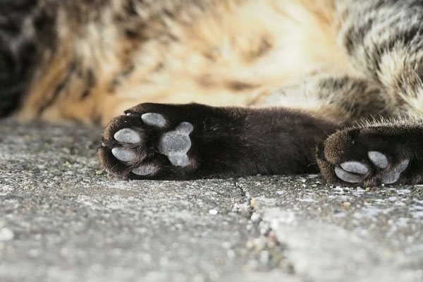 後ろ足の肉球　シマヲ