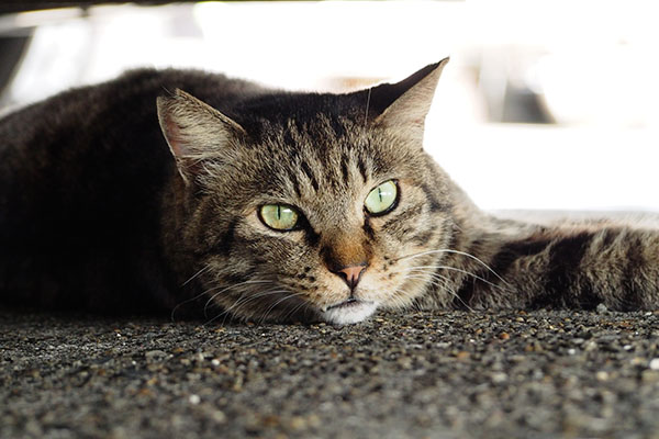 何撮ってるにゃ　シマヲ