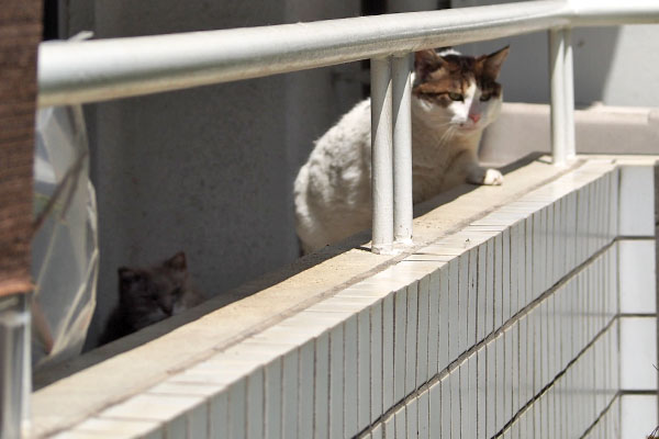 ルーフ 気付いた