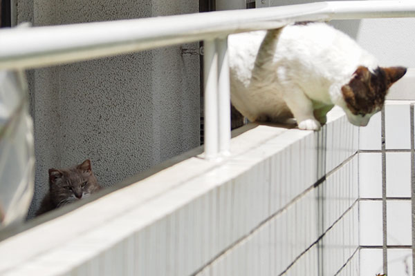 ルーフ 先陣を切る
