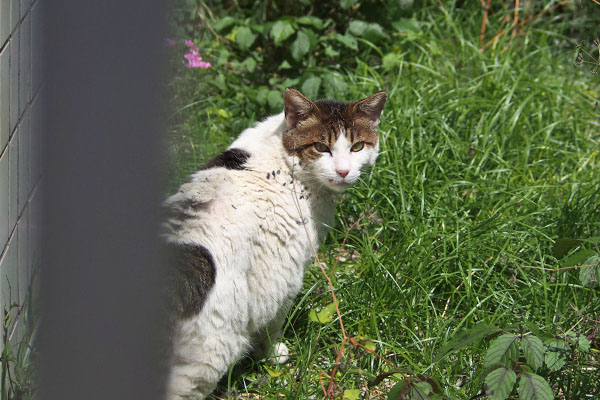 近いのにゃ ルーフ