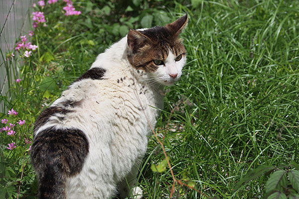 一旦後ろに ルーフ