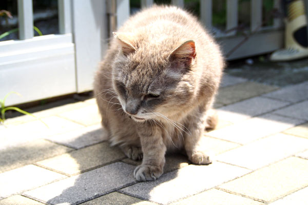 すぐ食べる グリ