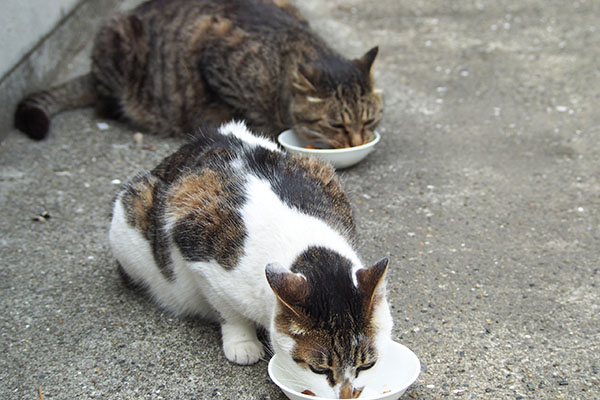 並んで食べる　セイとシマヲ