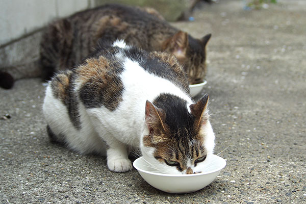 早く食べなければ　セイ