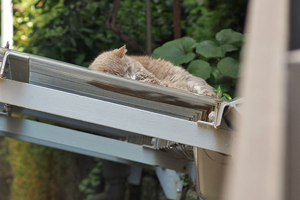 屋根の上でねんね　グリ