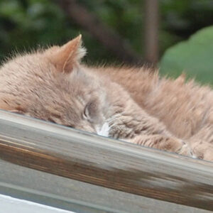 guri top sleeping