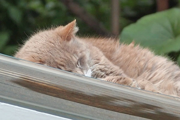 guri top sleeping
