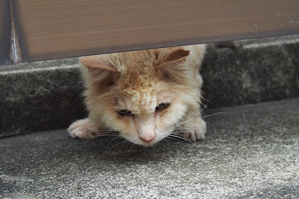 もうないです　ナリコ
