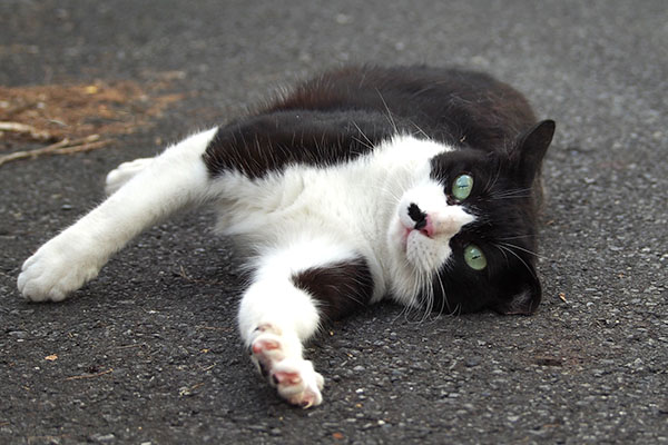 手を伸ばすクセ　こまち