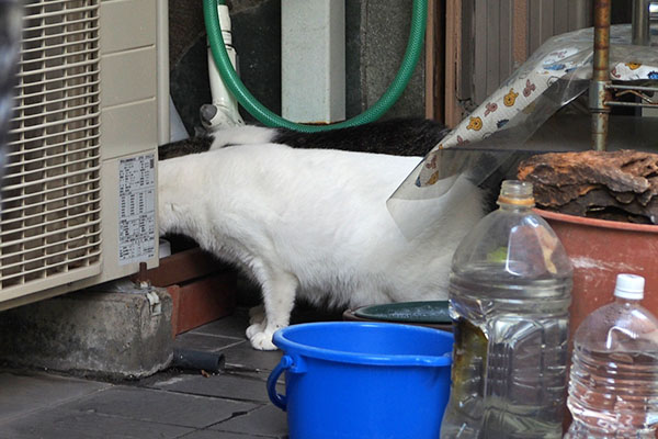 並んで食べてる　ケイとオーロラ