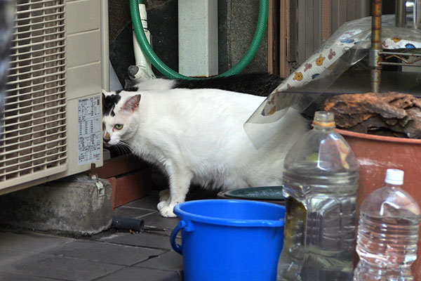 視線を感じたオーロラ