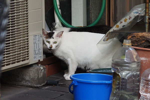 アナタですか　オーロラ
