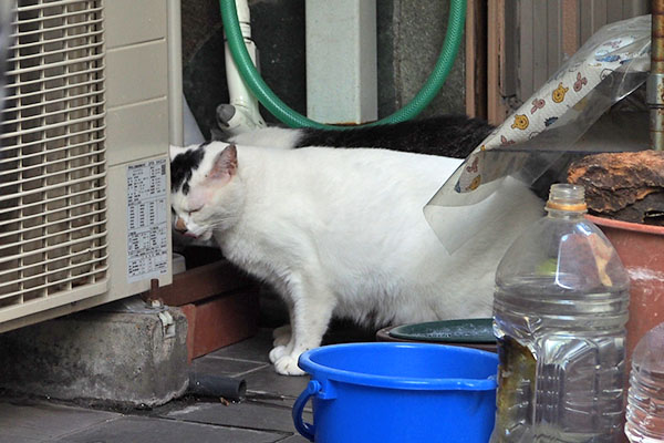 忙しいのにゃ　オーロラ