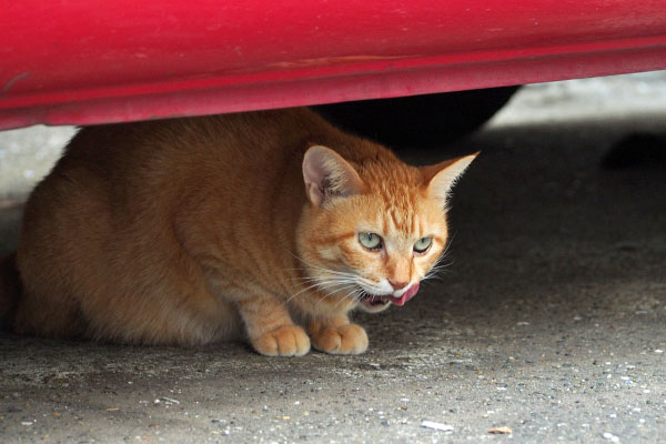 そらちゃん ちゅ~る食べた