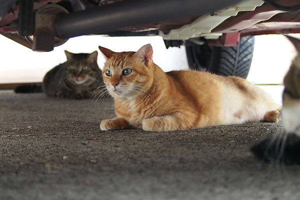 入ってしまった そらちゃん